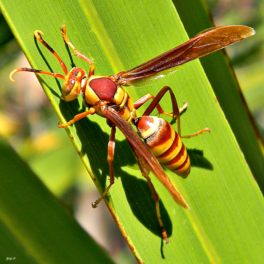 Wasps