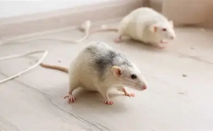 Mice Control