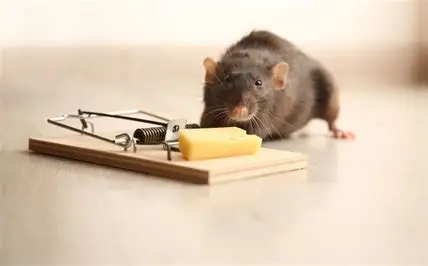 Rat Control