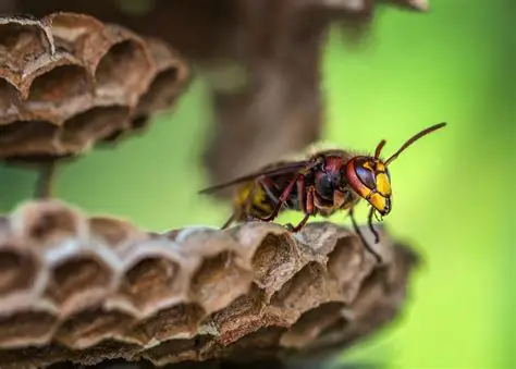 Stinging Insects