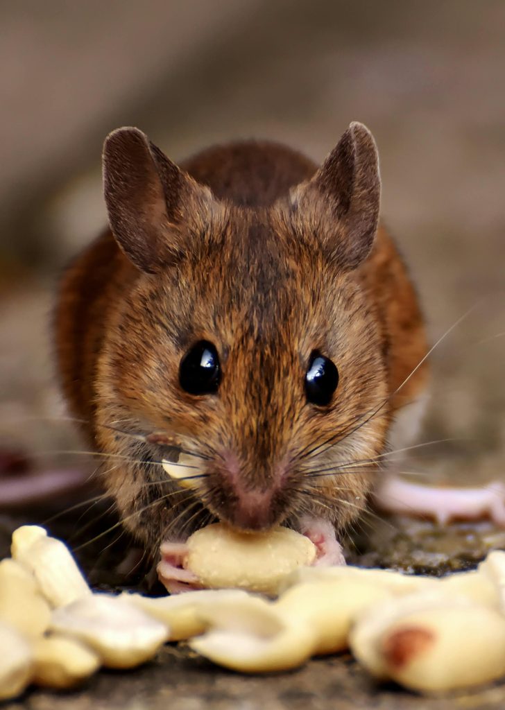 Rat Img1