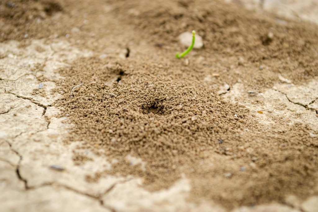 Termites hole