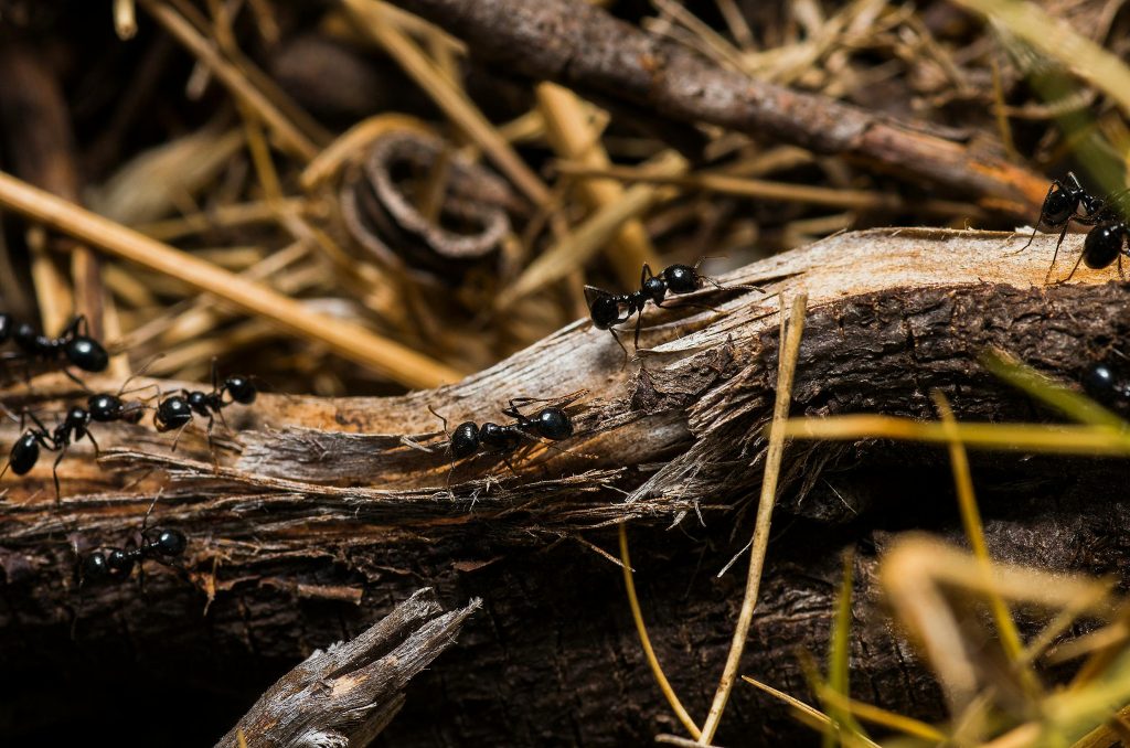 Ants Img2