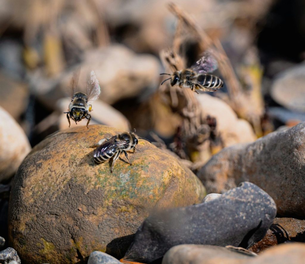 Wasp img1
