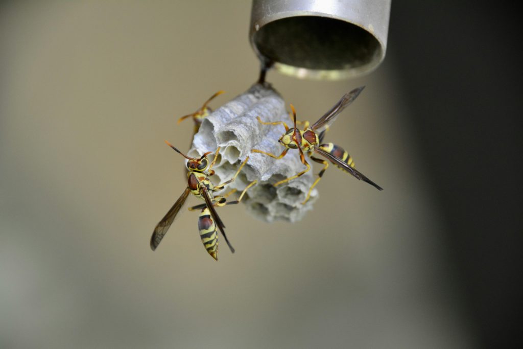 hornet img2