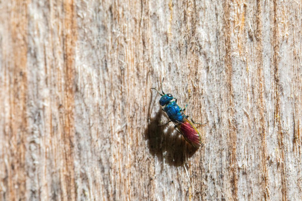 Stinging Insects img2