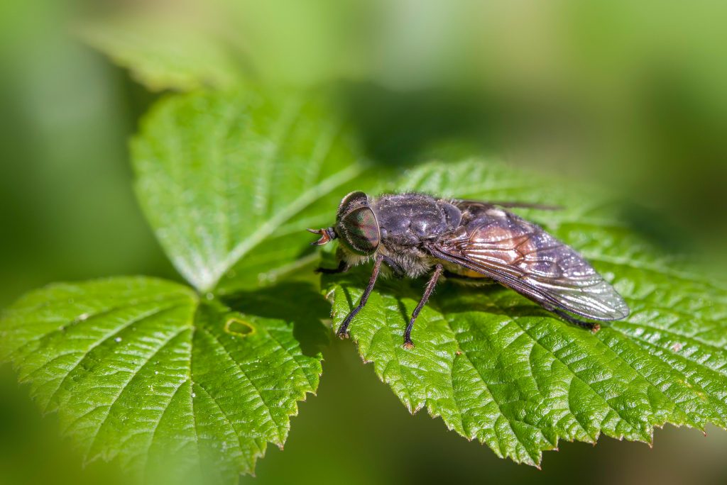 Stinging Insects img1