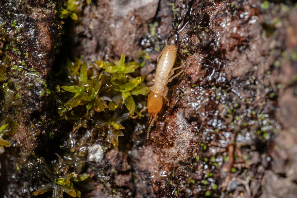 Termites Img2