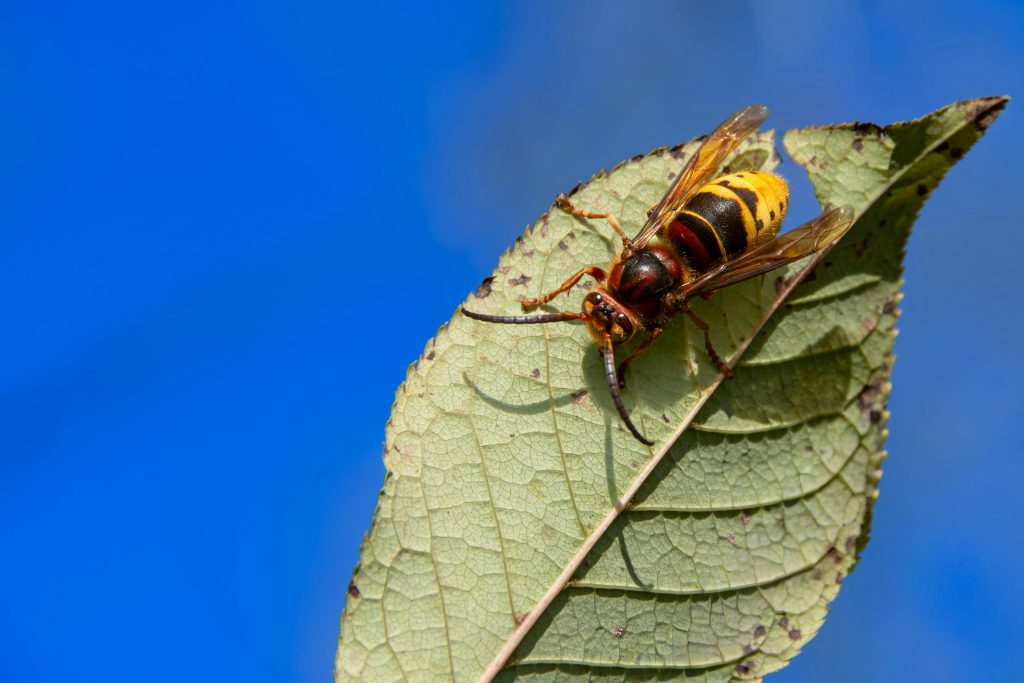 hornet img1