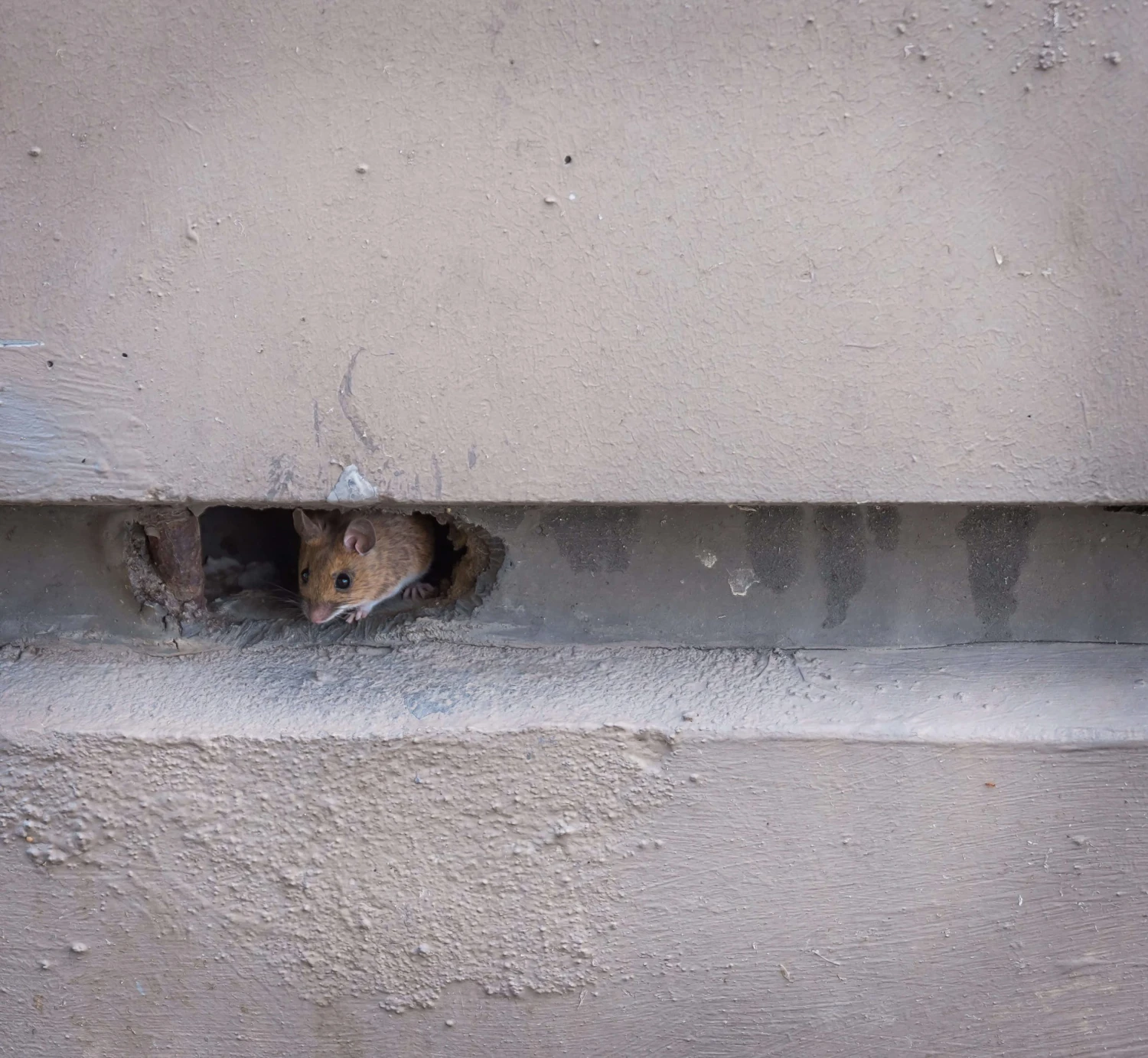 a mouse coming out of a wall or hole